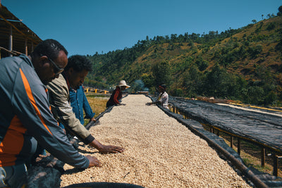 Ethiopia and Peru: Custom-sourcing green coffee at large volumes