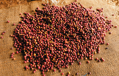 Sourcing Coffee in Kenya