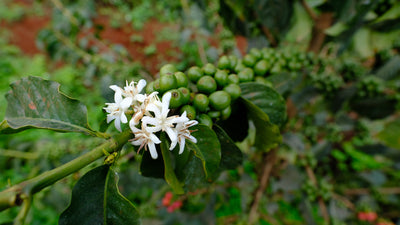 Kenya Duo - Ndima-ini AA and Kiawamururu AA - Green Coffee Samples