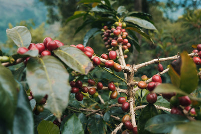 Peru Cajamarca Duo - Faical and Huellas - Green Coffee Samples