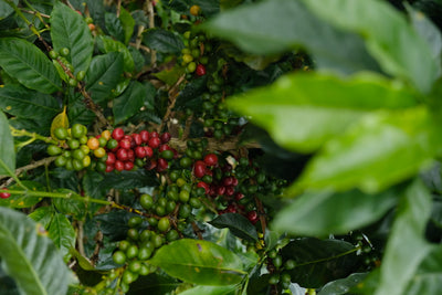 Peru Amazonas-San Martín duo - Nueva Esperanza and Finca La Encañada - Green Coffee Samples